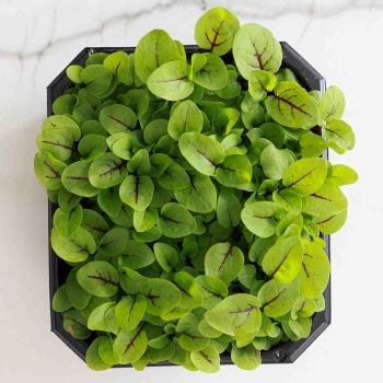 Rotblättrige Sauerampfer Microgreens