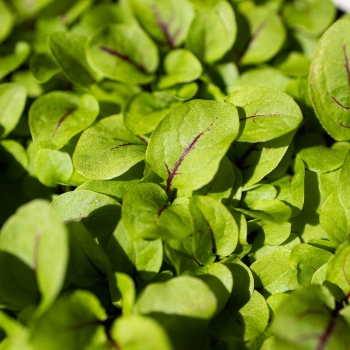 Microgreens Kräuter zoom
