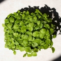 Microgreens Kräuter Samen-0484.jpg