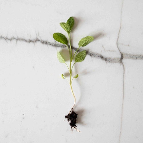 Microgreens Kräuter Samen-0384.jpg