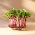 Radieschen Microgreens