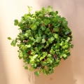 Microgreens radieschen