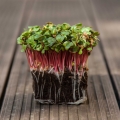 Radieschen Pink Microgreens