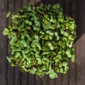 Radieschen Pink Microgreens Blätter