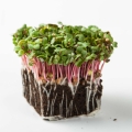 Radieschen Pink Microgreens mit Wurzeln