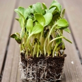Bio-Sonnenblumen Microgreens.jpg