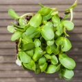 Bio-Sonnenblumen Microgreens Blätter