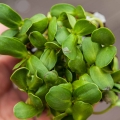 Bio-Sonnenblumen Microgreens Blätter