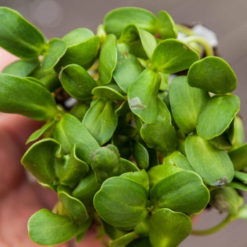 Bio-Sonnenblumen Microgreens Blätter