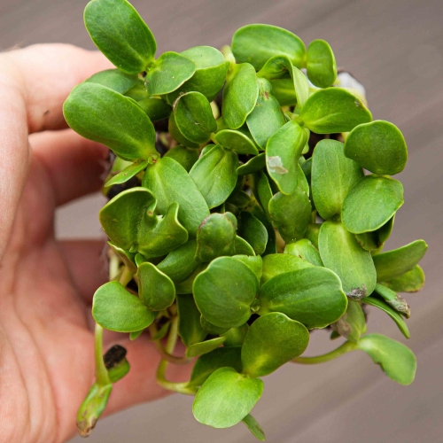 Bio-Sonnenblumen Microgreens Blätter in der Hand.jpg