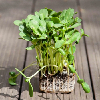 Bio-Sonnenblumen Microgreens mit Wurzeln.jpg