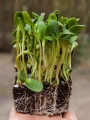 Bio-Sonnenblumen Microgreens auf Torferde