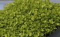 Sellerie microgreens