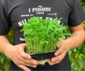 Bio-Erbse Dunn-Microgreens.png