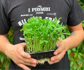 Bio-Erbse Dunn-Microgreens.png