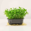 Bio-Erbsensalat.jpg