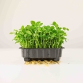 Bio-Erbsensalat Sprossen.jpg
