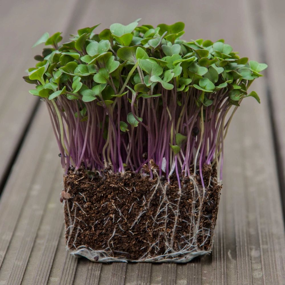 Bio-Roter Kohlrabi Microgreens Querschnitt