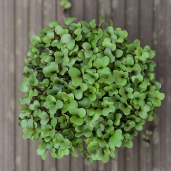Bio-Kohlrabi Microgreens Blätter