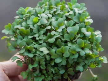 Bio-Roter Kohlrabi Microgreens Blätter Zoom