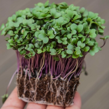 Bio-Roter Kohlrabi Microgreens mit Wurzeln auf der Hand