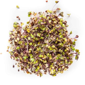 Bio-Roter Kohlrabi Sprossen