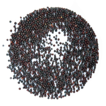 Bio-Roter Kohlrabi Microgreens Samen