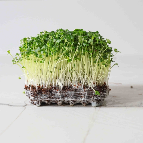 Bio-Brokkoli Raab Microgreens .jpg