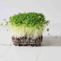 Bio-Brokkoli Raab Microgreens.jpg