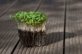 Bio-Rucola Microgreens mit Wurzeln