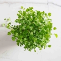 Bio-Koriander Microgreens.jpg