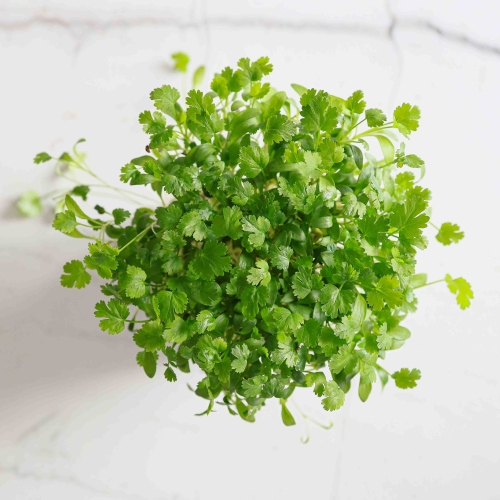 Bio-Koriander Microgreens.jpg