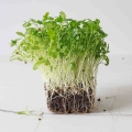 Bio-Koriander Microgreens.jpg