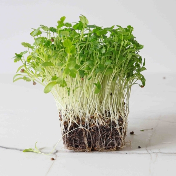 Bio-Koriander Microgreens.jpg