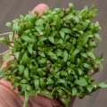 Bio-Koriander Microgreens Blätter