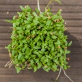 Bio-Koriander Microgreens