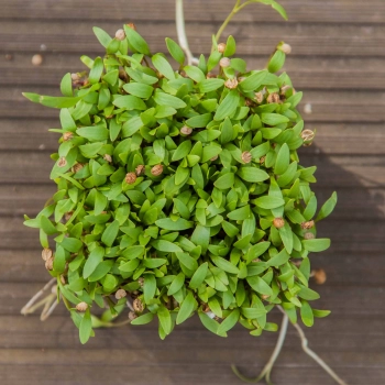 Bio-Koriander Microgreens