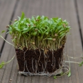 Bio-Koriander Microgreens mit Wurzeln
