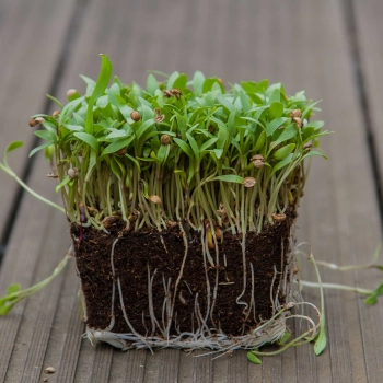 Bio-Koriander Microgreens mit Wurzeln