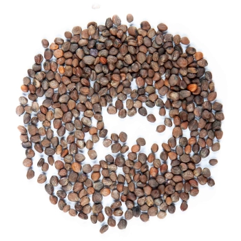 Bio-Radieschen Red Rambo Microgreens Samen