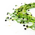 Knoblauch Microgreens Sprossen.jpg