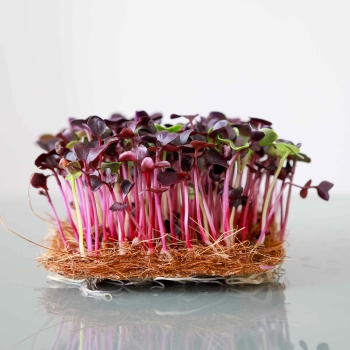 Bio-Radieschen Red Rambo Microgreens 0545.jpg