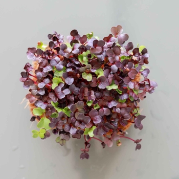 Bio-Radieschen Red Rambo Microgreens 0569.jpg