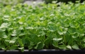 Petersilie-Microgreens