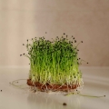 Knoblauch Microgreens 0747.jpg