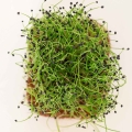 Knoblauch Microgreens Samen 0646.jpg