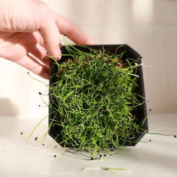 Knoblauch Microgreens Keimlinge.jpg