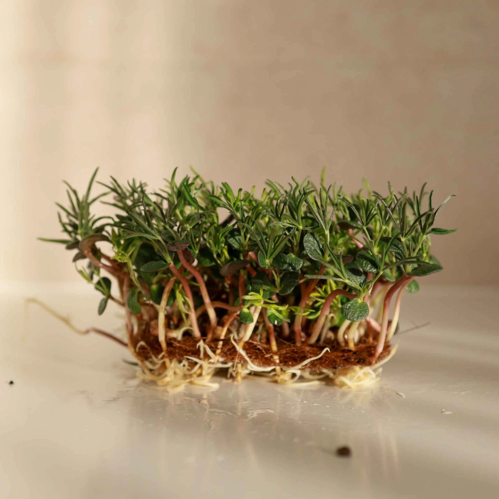 Rote Lupinen-Microgreens