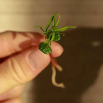 Rote Lupinen Microgreens Samen