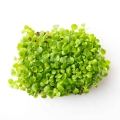 Mache Corn Salad Microgreens Seeds.jpg